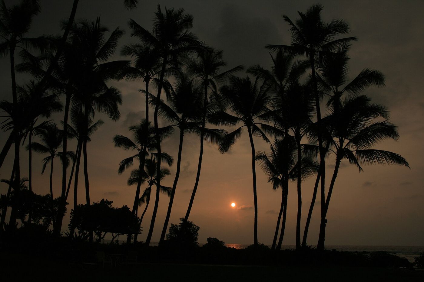 Palmen in Kona
